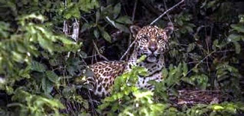 Estratégias ajudam a diminuir conflito entre fazendeiros e onças