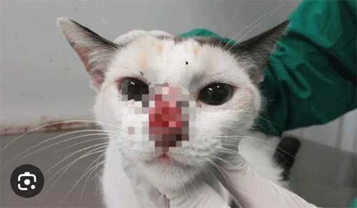 Conselho de Medicina Veterinária faz alerta sobre esporotricose em cães e gatos