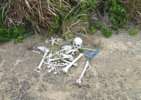Turistas encontram ossada humana próximo a Praia do Gunga