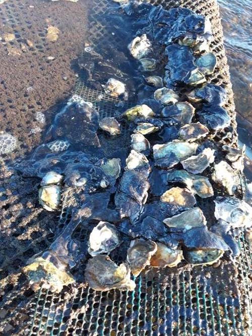 Rio Manguaba: 70% da produção de ostras se perde