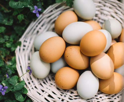 De onde vem o que eu como: além da alimentação, ovo é matéria-prima para a produção de vacinas