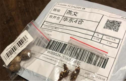 DF, AL e mais 22 estados: Governo registra 199 pacotes com sementes da China; veja os riscos