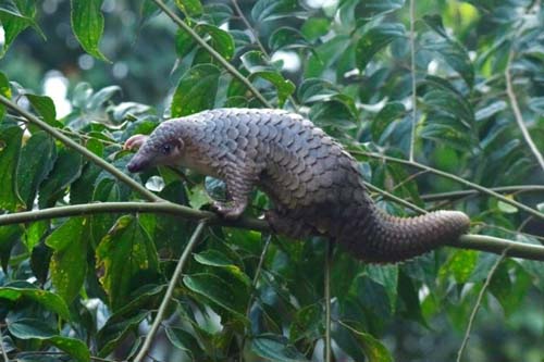 Novo coronavírus pode estar em circulação há décadas