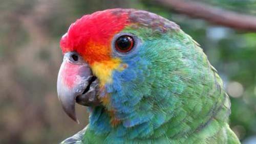 Ameaçados de extinção: 60 papagaios serão reintroduzidos na natureza