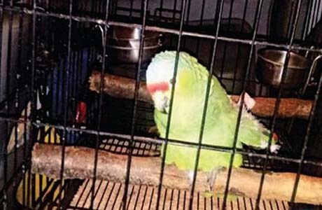 Papagaio 'entrega dono' e diz que homem dirigia embriagado no México