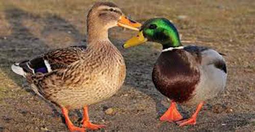 Bulgária vai sacrificar mais de 160 mil patos após surto de gripe aviária