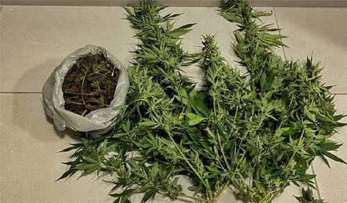 PM erradica plantação com aproximadamente 25 mil pés de maconha erm Canapi