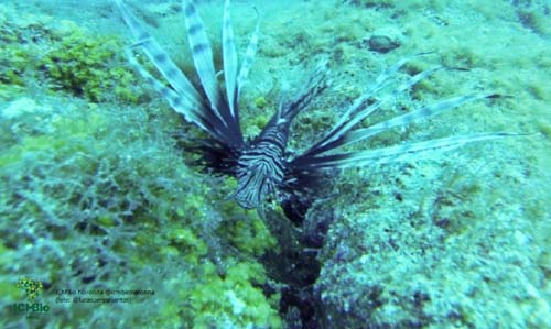 Governo alerta banhistas e pescadores sobre perigos do peixe-leão