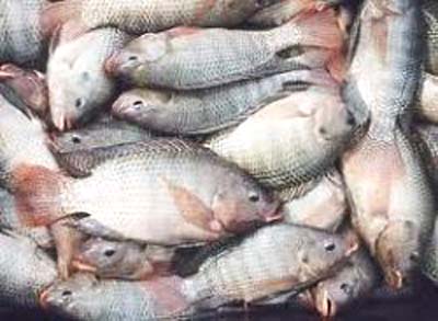 Prefeitura de Pão de Açúcar vai distribuir 9 toneladas de peixe durante a Semana Santa