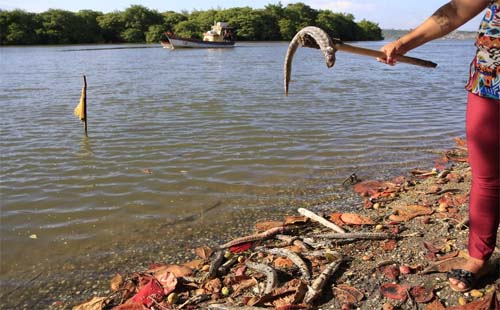 Lagoa Mundaú enfrenta nova mortandade de peixes