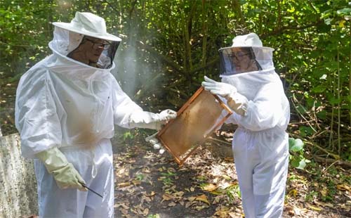 Programa Pescadores do Mel apoia apicultores de Maceió e Coqueiro Seco