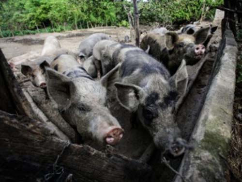 Mais de 30 porcos com peste suína já foram sacrificados em AL