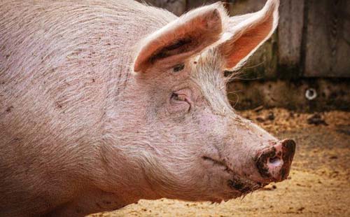 Vacinação contra peste suína clássica segue até dia 30 de abril