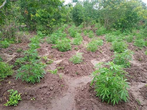 Operação apreende 1.500 pés de maconha em Mata Grande