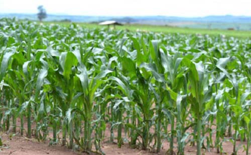 Fenômeno La Niña ganha força e pode durar até 2023