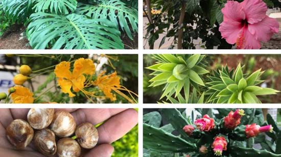 10 plantas urbanas comuns que você talvez não saiba que pode comer