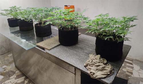 Laboratório usado para cultivo e refinamento de maconha é descoberto em Maceió