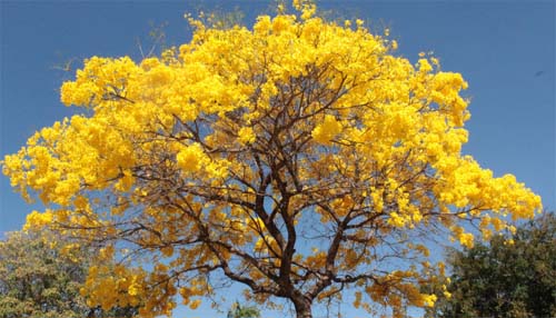 É primavera: está de volta a estação das flores