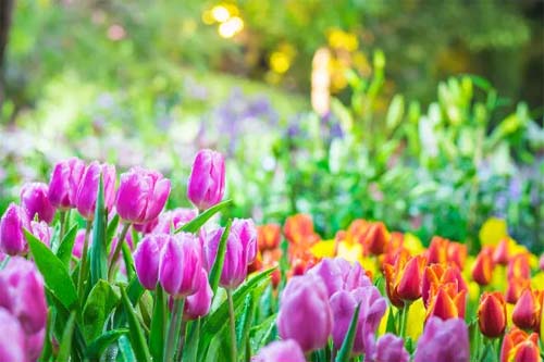 A Chegada da Estação das Flores: Compreendendo a Primavera
