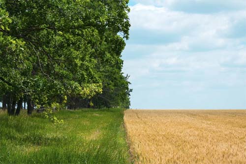 O que significa tornar a produção de alimentos mais sustentável?  