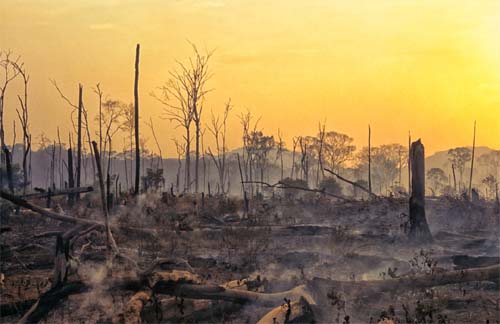 Dia da Amazônia: como as queimadas estão ameaçando a saúde da população