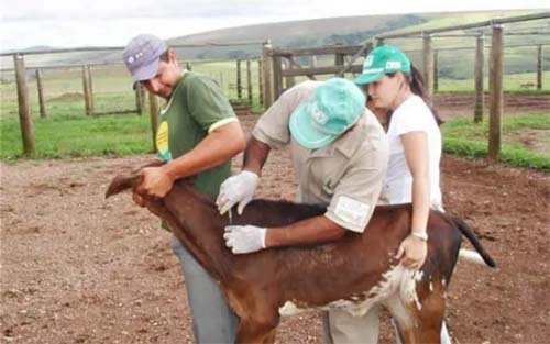 Marechal Deodoro suspende atividades com animais após denúncia de surto de raiva