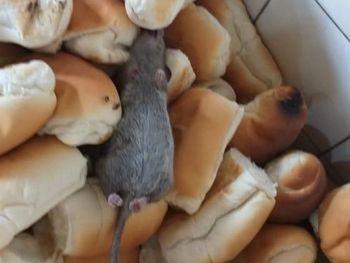 Servidores encontram rato morto em pães enviados ao sistema prisional em Maceió