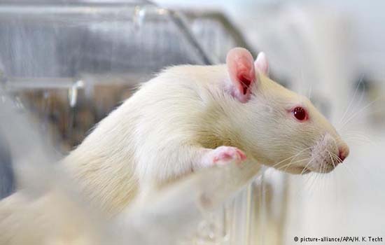 Abstinência sexual faz ratos usarem mais drogas, aponta estudo