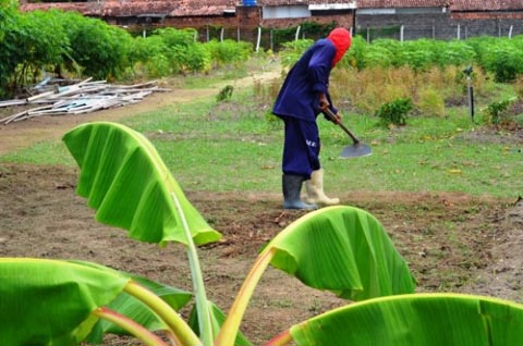 Reeducandos aperfeiçoam técnicas de cultivo e produção na horta