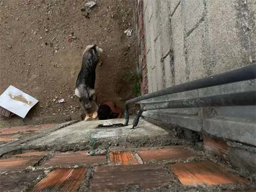 Criança de 2 anos é resgatada após pedir ajuda; menino estava com cão