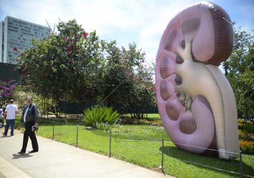 No Dia Mundial do Rim, campanha orienta sobre doenças