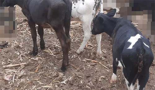 Suspeitos invadem fazenda e furtam animais de curral