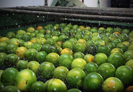 Jovens de Santana do Mundaú aprendem sobre beneficiamento de frutas 