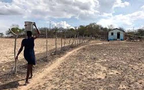 'Só os cactos e as palmas sobrevivem no Sertão': sertanejos se preparam para enfrentar a seca em Alagoas