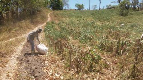 Garantia-Safra beneficia 23 mil agricultores familiares em Alagoas