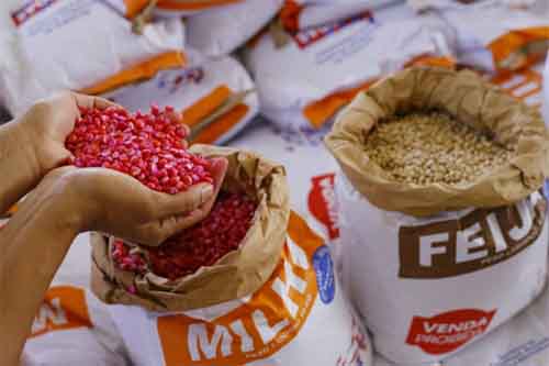 Planta Alagoas 2022: Agricultores recebem sementes e iniciam plantação dos grãos