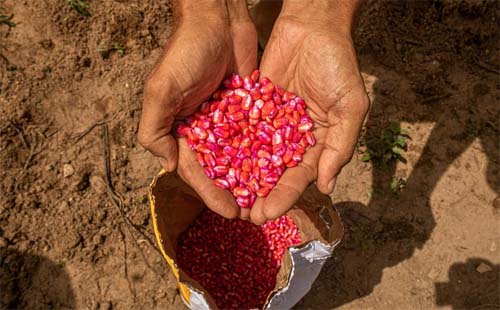 Governo do Estado lança o Planta Alagoas na próxima terça-feira (25)