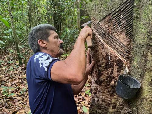 'O seringueiro é o melhor guarda florestal': o novo ciclo de borracha nativa que está ajudando a preservar a Amazônia