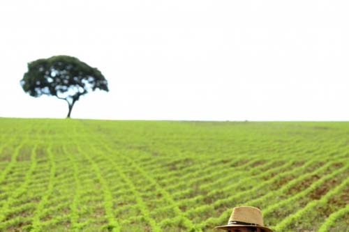 Alta do dólar anima produtores de soja e aumenta o faturamento