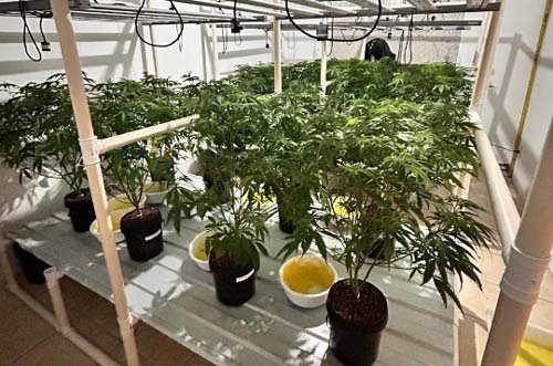 Operação policial descobre infração envolvendo cultivo clandestino de cannabis de alta potência em Santa Catarina