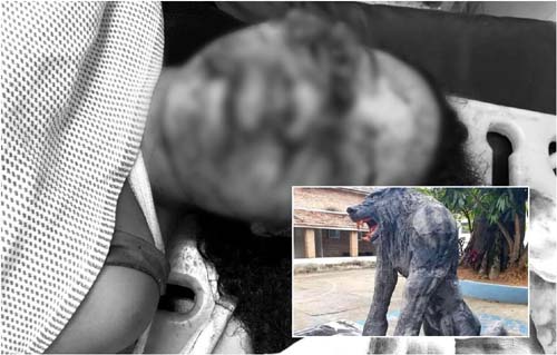 Áudio e foto sobre suposto ataque de lobisomem geram pânico em Campo Alegre, mas caso é fake news