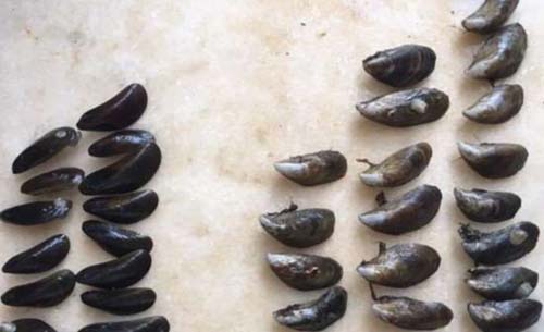 Caso Braskem: Sururu branco não tem relação com mineração, aponta estudo divulgado pelo MPF