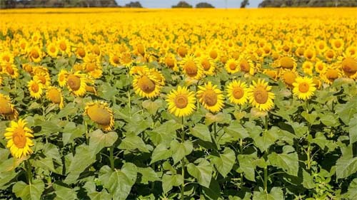 Previsão do tempo: como será o clima no Brasil no mês de setembro