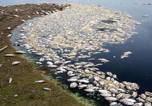Tilápias da Lagoa Manguaba estão contaminadas por bactérias