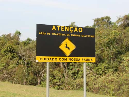 Samu atende quase 70 vítimas de acidentes com animais na pista em AL; veja como evitar batidas