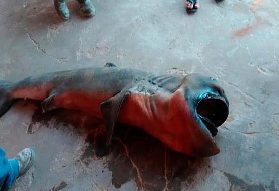 Tubarão raro é encontrado boiando no litoral do Piauí