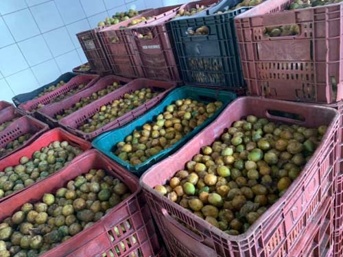 Mais de 400 famílias serão beneficiadas com safra recorde de umbu cajá