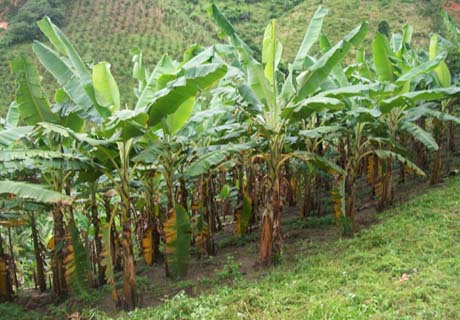 I Exposição da Agricultura Familiar em União dos Palmares