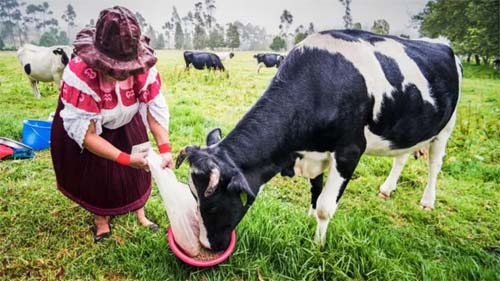 'Ouro Bovino': O Mercado Milionário de Cálculos Biliares de Vacas da América do Sul para a China