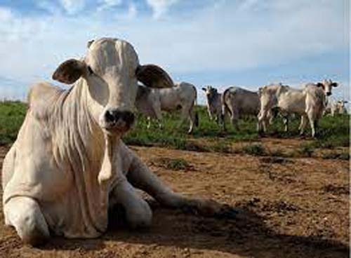 Brasil confirma casos de “vaca louca” e suspende exportação para China